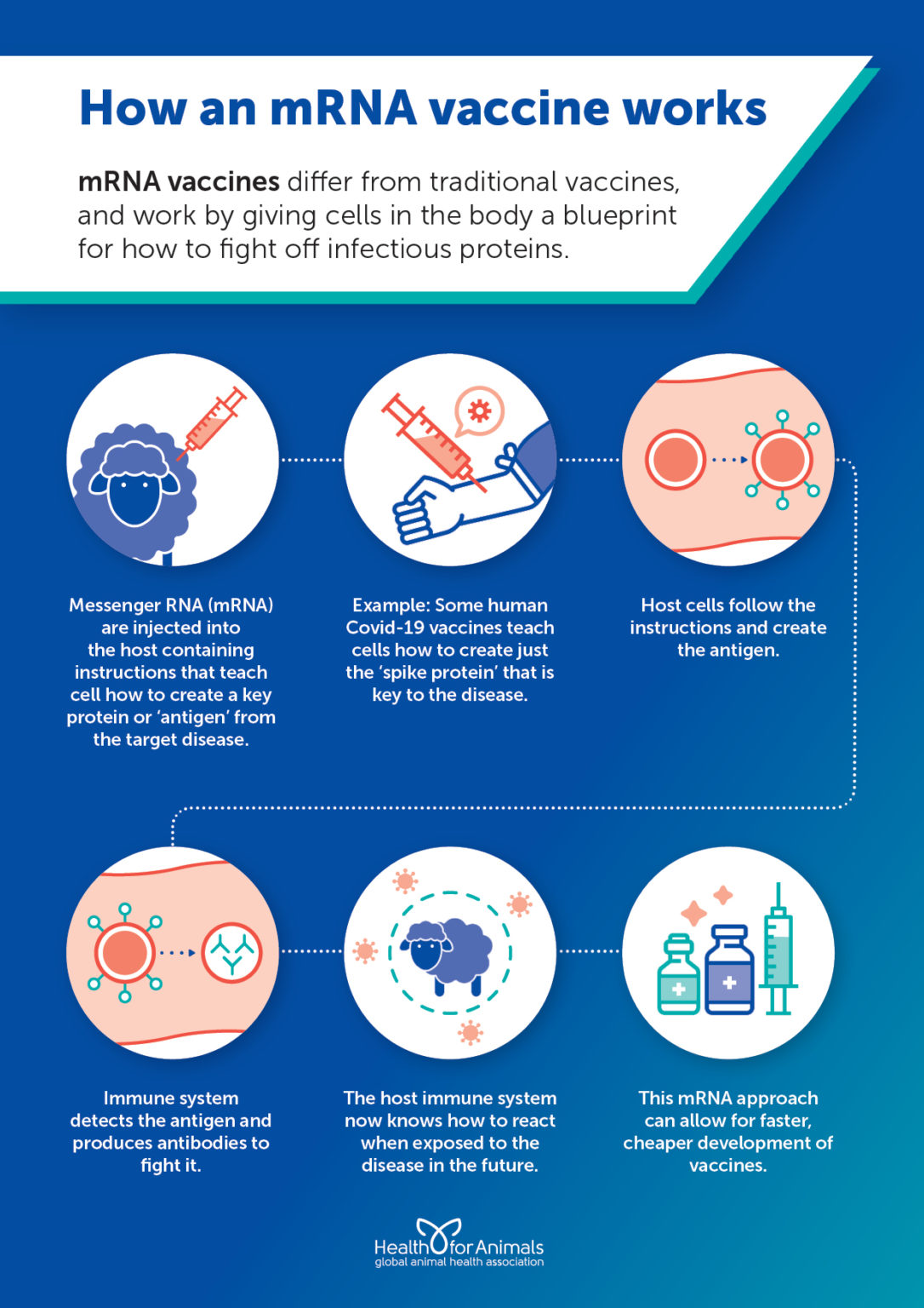 How an mRNA vaccine works - HealthforAnimals